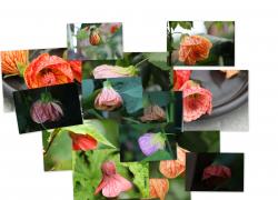 Abutilon/ Schönmalve Abutilon/ Schönmalve