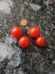 Tomate "Philamina" Tomate "Philamina"