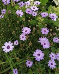 Rasselblume Rasselblume