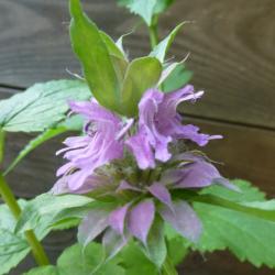 Zitronen-Monarde Zitronen-Monarde