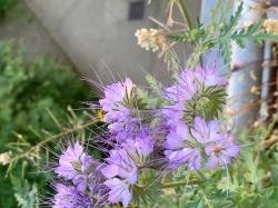 Phacelia - Bienenfreund - Phacelia tanacetifolia Phacelia - Bienenfreund - Phacelia tanacetifolia