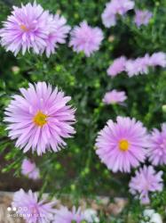 Herbstaster rosa Herbstaster rosa