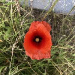 Klatschmohn - Samen Klatschmohn - Samen