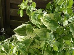 LUNARIA annua var. albiflora Variegata LUNARIA annua var. albiflora Variegata