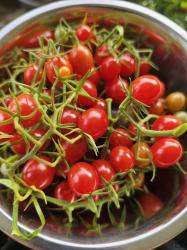 Tomate "Rote Ribisel" Tomate "Rote Ribisel"