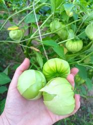 Tomatillo 'Cisineros' Tomatillo 'Cisineros'