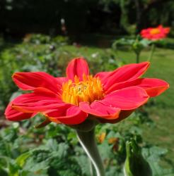 Mexikanische Sonnenblume Mexikanische Sonnenblume