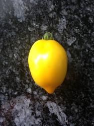 Tomate "Plum Lemon" Tomate "Plum Lemon"