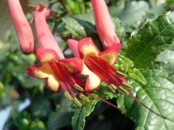 Phygelius Kap- fuchsie 'African Queen' Phygelius Kap- fuchsie 'African Queen'