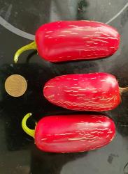 Chili Early Jalapeño Chili Early Jalapeño