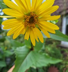 Becherpflanze (auch Bienenbecher) Becherpflanze (auch Bienenbecher)