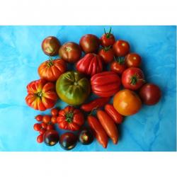 Tomaten 5x10 +++ Tomaten 5x10 +++