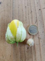 Tomatillo "Queen of Malinalco Tomatillo "Queen of Malinalco