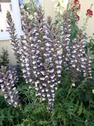 Acanthus-Bärenklau Acanthus-Bärenklau