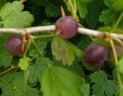 Honigbeere,russiche Riesenbeere Honigbeere,russiche Riesenbeere