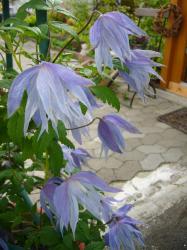 Clematis Alpina Samen Clematis Alpina Samen