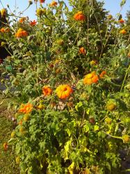 Mexikanische Sonnenblume Mexikanische Sonnenblume