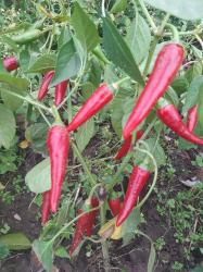 2 x Chilisamen.ExplosivEmber+Gartenchili 2 x Chilisamen.ExplosivEmber+Gartenchili
