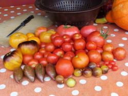 Tomatenauswahl 5 x10 Tomatenauswahl 5 x10