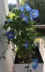 Kaiserwinde himmelblau Kaiserwinde himmelblau