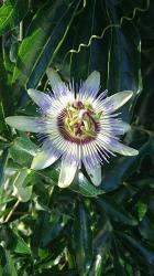 Passionsblume /Herbstanemone Passionsblume /Herbstanemone