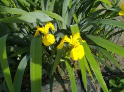 Iris Pseudacorus gelb Iris Pseudacorus gelb