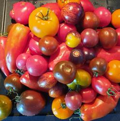Tomaten-Samen 2022