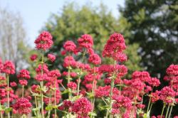 Spornblume, rot Spornblume, rot