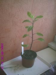 Sambung Nyawa, Gynura Procumbens Sambung Nyawa, Gynura Procumbens