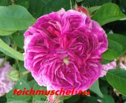 Rosa gallica 'Charles de Mills'