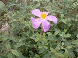 Zystrose -Cystrose - Samen Zystrose -Cystrose - Samen