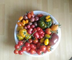 Tomatensamen-Mix 7x5 Tomatensamen-Mix 7x5