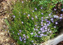 Blaue Polsterglockenblume Blaue Polsterglockenblume