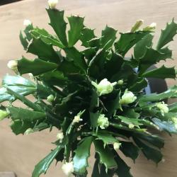 Schlumbergera - Thor Wild Cactus - weiß Schlumbergera - Thor Wild Cactus - weiß