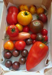Tomaten-Samen 2019 - 2021 Tomaten-Samen 2019 - 2021