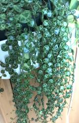 Peperomia prostrata - String of Turtles Peperomia prostrata - String of Turtles