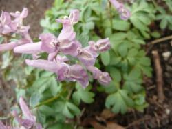 ** gefingerter Lerchensporn ** mehrere Pflanzen ** gefingerter Lerchensporn ** mehrere Pflanzen