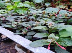 Fuchsien - Jungpflanzen Fuchsien - Jungpflanzen