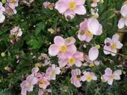 Japanische Anemone Japanische Anemone