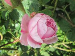 Duftrose Teehybride Duftrose Teehybride