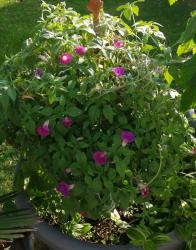 Blumensamen-Mix Blumensamen-Mix
