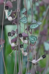 Leuchterblume Leuchterblume