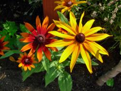 Rudbeckia - mix, großbumig Rudbeckia - mix, großbumig
