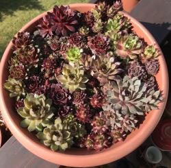 Dachwurz Sempervivum 5 Pflanze Dachwurz Sempervivum 5 Pflanze