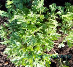 Chinesische Teechrysanteme Chinesische Teechrysanteme