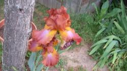 Überraschungspaket: 4 verschiedene Iris Überraschungspaket: 4 verschiedene Iris
