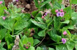 Geflecktes Lungenkraut lila violett blühend Geflecktes Lungenkraut lila violett blühend