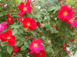 Scharlachglut, Rose Scharlachglut, Rose