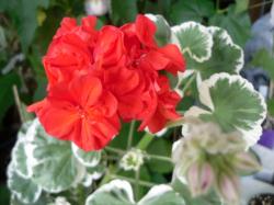 Buntblatt Pelargonie Helmut Langguth Buntblatt Pelargonie Helmut Langguth