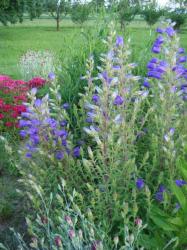 Blumensamen Samen Glockenblume Marienglockenblume blau Blumensamen Samen Glockenblume Marienglockenblume blau